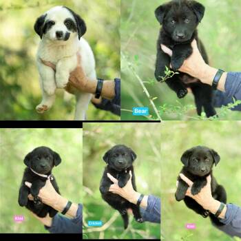 Border Collie Dogs Available for Adoption in Seaside Heights, New Jersey - Cricket, Kiwi, Bear, Panda And Koala | PetCurious