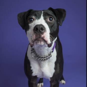 Rescue Pit Bull Terrier Dogs for Adoption in Melbourne, Kentucky - Phoebe | PetCurious