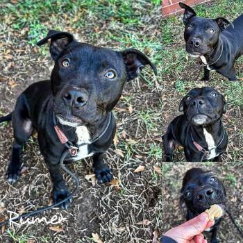 Rescue American Staffordshire Terrier Dogs for Adoption in Fairhope, Alabama - Rumer | PetCurious