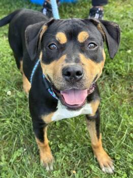 Elena -  Rottweiler Dog for Adoption in Anderson, Indiana - Elena | PetCurious