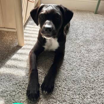 Petunia -  Pit Bull Terrier and Cane Corso Dog for Adoption in Bradenton, Florida - Petunia | PetCurious