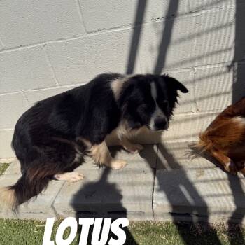 Rescue Mixed Breed Dogs for Adoption in Loxahatchee Groves, Florida - Lotus 1932 | PetCurious