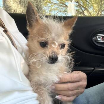 Terrier Dogs Available for Adoption in Charlotte, North Carolina - Buddy | PetCurious