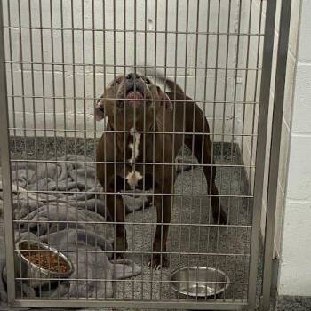 Pumba -  Mixed Breed Dog for Adoption in Jeffersonville, Indiana - Pumba | PetCurious
