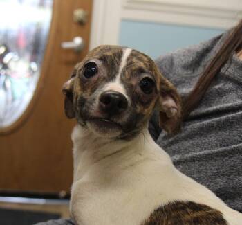 Rescue Chihuahua Dogs for Adoption in Plain City, Ohio - Lil Man | PetCurious