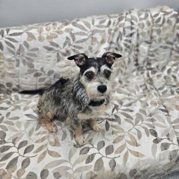 Tootsie -  Terrier Dog for Adoption in Monticello, Iowa - Tootsie | PetCurious