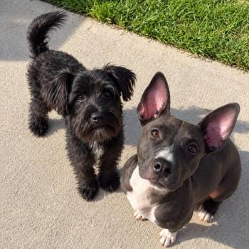 Wednesday Adams -  Schnauzer Dog for Adoption in Savannah, Georgia - Wednesday Adams | PetCurious