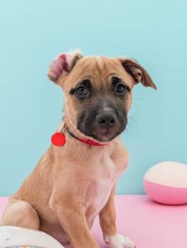 Carmen -  Terrier Dog for Adoption - Carmen | PetCurious