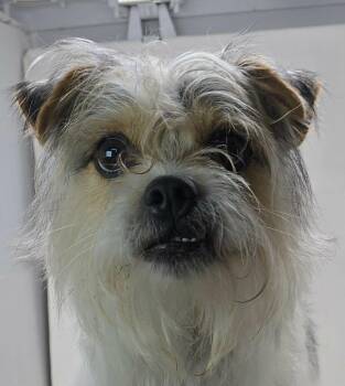 Schneider -  Terrier Dog for Adoption in Newport, Tennessee - Schneider | PetCurious