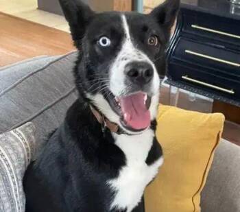 Border Collie and Siberian Husky Dogs Available for Adoption - Spinach (154987) (In A Foster Home) | PetCurious