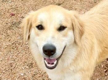 Mixed Breed Dogs Available for Adoption in Georgetown, Texas - Maple | PetCurious