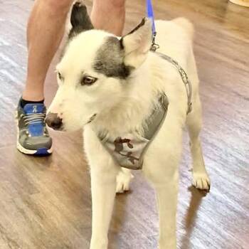 Sierra -  Siberian Husky Dog for Adoption in Tunica, Mississippi - Sierra | PetCurious