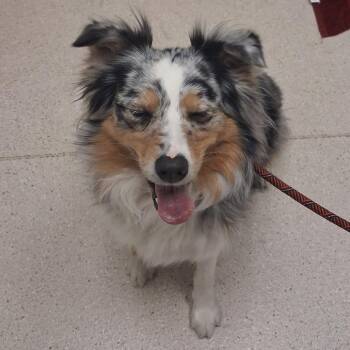 Kiwi -  Australian Shepherd Dog for Adoption in Murray, Utah - Kiwi | PetCurious
