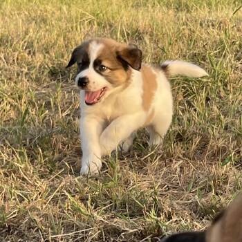 Murphy -  Great Pyrenees and Labrador Retriever Dog for Adoption in Sadler, Texas - Murphy | PetCurious