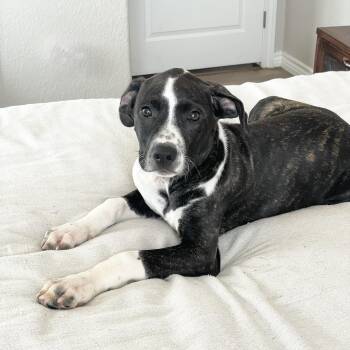 Hound and Labrador Retriever Dogs Available for Adoption - Darling Drysdale | PetCurious