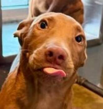 Reeses -  Labrador Retriever and Mixed Breed Dog for Adoption in Kansas City, Missouri - Reeses | PetCurious