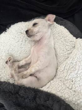 Bernie -  Terrier and Chihuahua Dog for Adoption in Denver, Colorado - Bernie | PetCurious