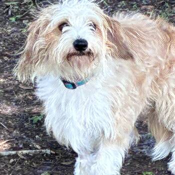 Lincoln -  Cavachon and Corgi Dog for Adoption in Ruskin, Florida - Lincoln | PetCurious