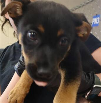 Mixed Breed Dogs Available for Adoption in Columbia, South Carolina - MILKYWAY | PetCurious