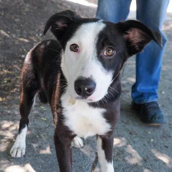 Border Collie Dogs Available for Adoption in Richmond, California - SUMMER | PetCurious