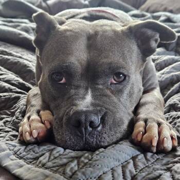 Hollow -  Pit Bull Terrier Dog for Adoption in Newark, New Jersey - Hollow | PetCurious