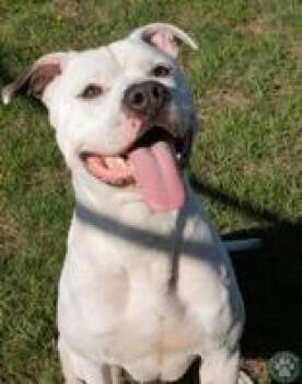Sir Duke -  Pit Bull Terrier Dog for Adoption in Potsdam, New York - Sir Duke | PetCurious