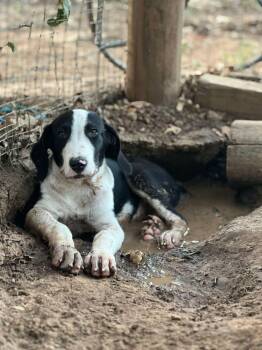 Armor the Pyrenees Mix Puppy -  Great Pyrenees and Border Collie Dog for Adoption in Muskego, Wisconsin - Armor The Pyrenees Mix Puppy | PetCurious
