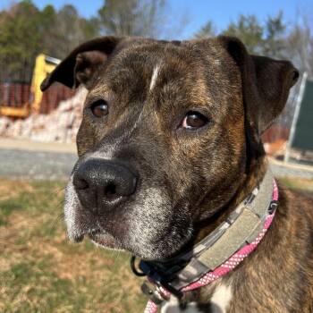 American Staffordshire Terrier Dogs Available for Adoption in Roanoke, Virginia - Humphrey | PetCurious
