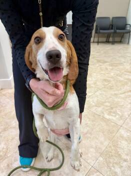 Wyatt -  Beagle Dog for Adoption in Hilton Head Island, South Carolina - Wyatt | PetCurious