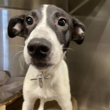 SCR2255 Joshua -  Pointer and Black Labrador Retriever Dog for Adoption in Port Washington, New York - SCR2255 Joshua | PetCurious