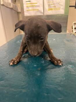 August -  German Shepherd Dog Dog for Adoption in Mobile, Alabama - August | PetCurious