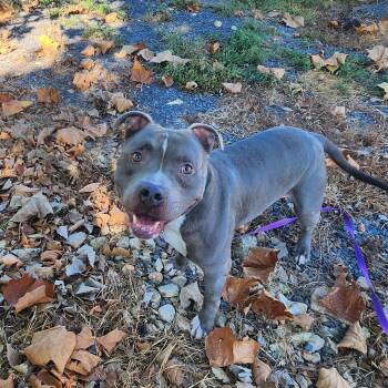 BLUEY -  American Staffordshire Terrier Dog for Adoption in Chicopee, Massachusetts - BLUEY | PetCurious
