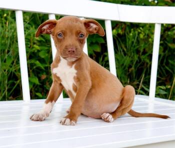 State Fair Litter - Sky Ride -  Pit Bull Terrier and Mixed Breed Dog for Adoption in Savage, Minnesota - State Fair Litter - Sky Ride | PetCurious