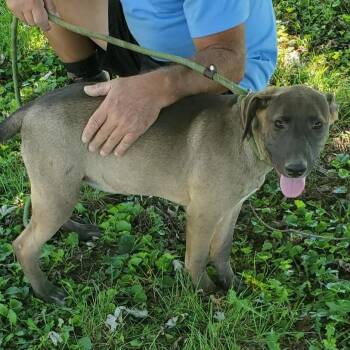 Rescue Shepherd and Great Dane Dogs for Adoption in Albany, New York - Betty (foster Needed) | PetCurious