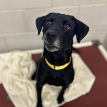Mixed Breed Dogs Available for Adoption - Eustace | PetCurious