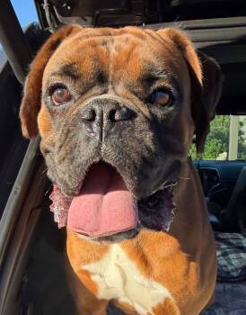 Happy *In a Foster-to-Adopt Home * -  Boxer Dog for Adoption in Woodbury, Minnesota - Happy *In A Foster-to-Adopt Home * | PetCurious