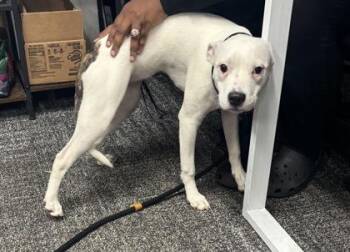 Lille -  Mixed Breed Dog for Adoption in West Chester, Pennsylvania - Lille | PetCurious