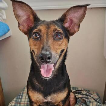 Penny Paws -  Doberman Pinscher and Terrier Dog for Adoption in Lancaster, Ohio - Penny Paws | PetCurious