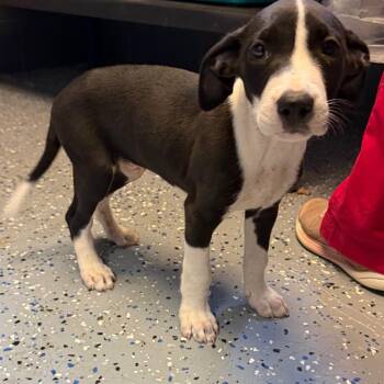 TUSC-Stray-85164 -  Pit Bull Terrier and Labrador Retriever Dog for Adoption in Tuscaloosa, Alabama - TUSC-Stray-85164 | PetCurious