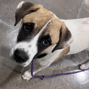 Terrier Dogs Available for Adoption in Washburn, Missouri - Chili | PetCurious