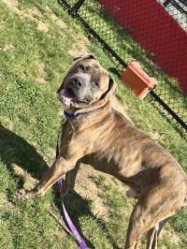 Mixed Breed Dogs Available for Adoption in West Chester, Pennsylvania - Mannie | PetCurious