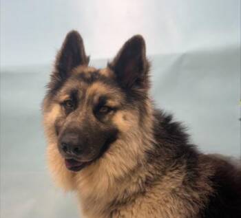 Mashed Potato -  Shepherd and Chow Chow Dog for Adoption in Minneapolis, Minnesota - Mashed Potato | PetCurious