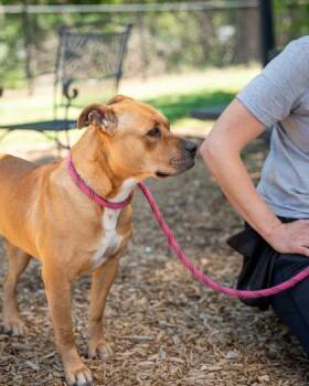 Mixed Breed Dogs Available for Adoption in Chamblee, Georgia - Briska | PetCurious