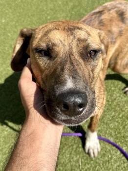 Tyson the Tiger -  Mixed Breed Dog for Adoption in Wichita, Kansas - Tyson The Tiger | PetCurious