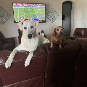 Labrador Retriever Dogs Available for Adoption - Cash | PetCurious