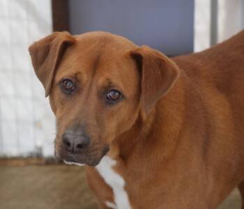 Hound Dogs Available for Adoption in Brookhaven, Mississippi - Boone 26 | PetCurious