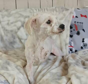 Button -  Maltese Dog for Adoption in Fort Worth, Texas - Button | PetCurious