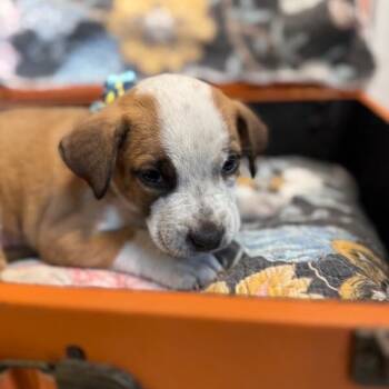 Pit Bull Terrier and Labrador Retriever Dogs Available for Adoption in Friendswood, Texas - Diamond Dewdrop Perlaw | PetCurious