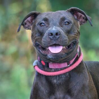 Rescue Mixed Breed Dogs for Adoption in Summerville, South Carolina - Nassau | PetCurious