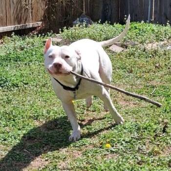 FRANKIE  FROST -  Dalmatian and Lancashire Heeler Dog for Adoption in Lawton, Oklahoma - FRANKIE  FROST | PetCurious